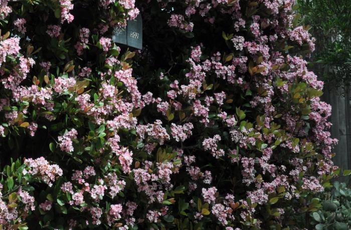 Plant photo of: Rhaphiolepis 'Majestic Beauty'