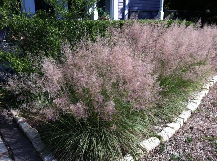 Muhlenbergia emersleyi 'El Toro'