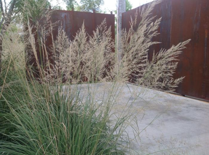 Plant photo of: Muhlenbergia emersleyi 'El Toro'