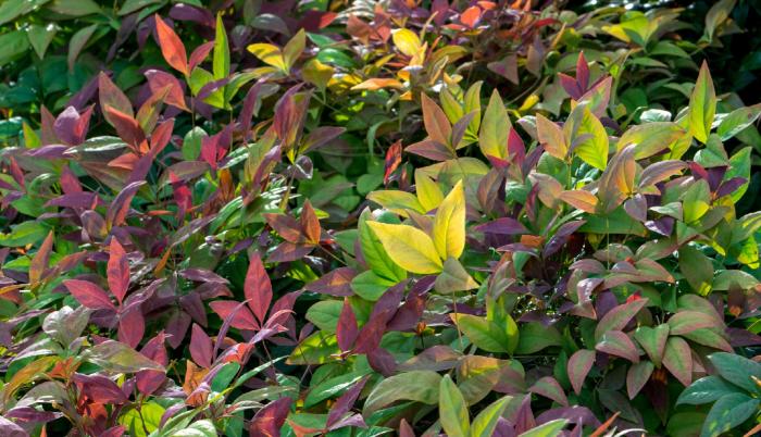 Nandina domestica 'Blush Pink'