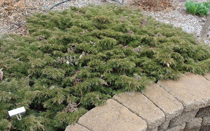 Plant photo of: Juniperus sabina 'Arcadia'