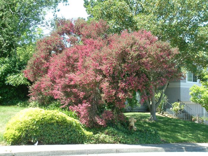 Leptospermum scoparium