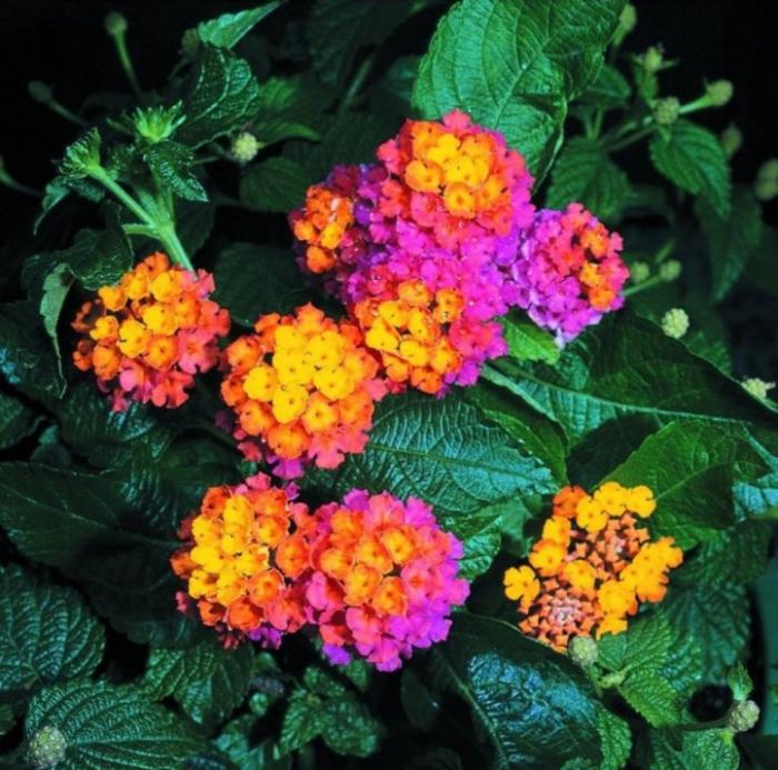 Patriot Classic Desert Lantana