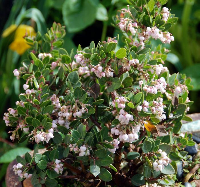 Arctostaphylos 'Greensphere'