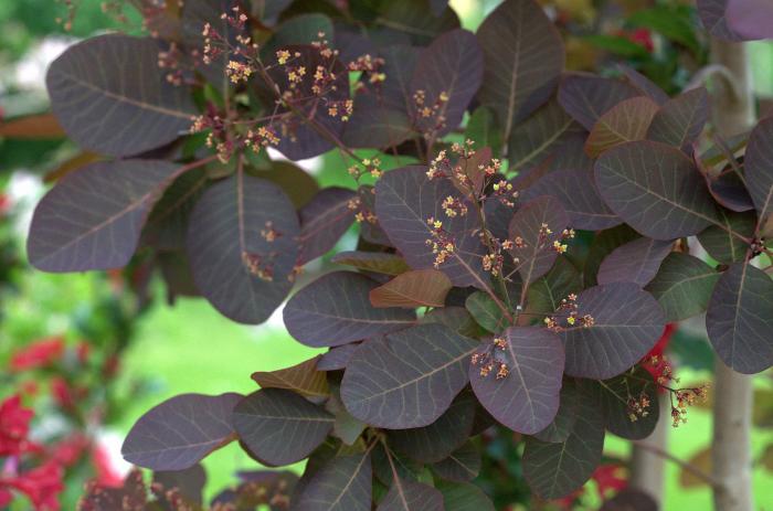 Cotinus X 'Grace'