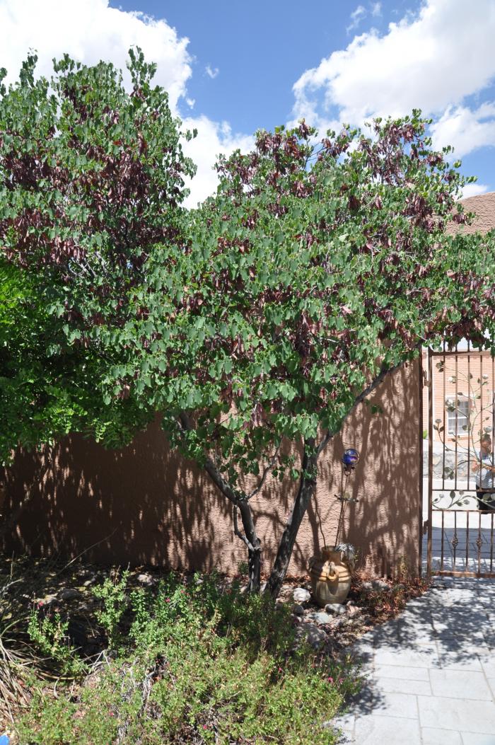 Cercis can. var. mexicana