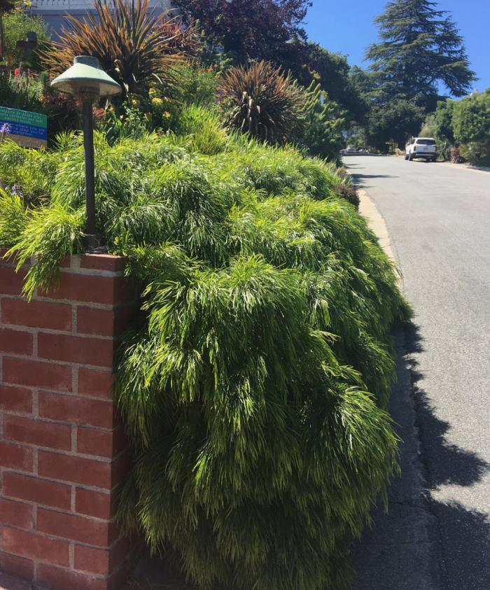 Plant photo of: Acacia cognata 'Cousin Itt'