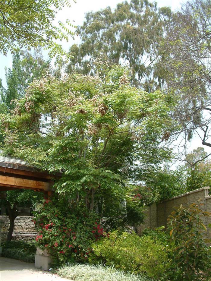 Plant photo of: Koelreuteria paniculata