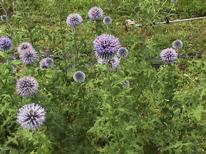 Echinops ritro