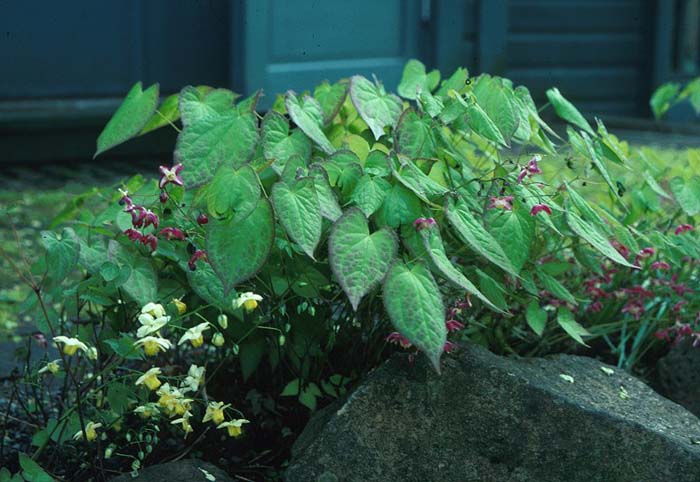 Epimedium X rubrum