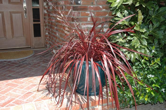 Cordyline 'Design A Line Burgundy'