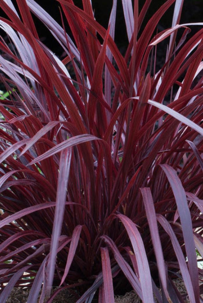 Plant photo of: Cordyline 'Design A Line Burgundy'