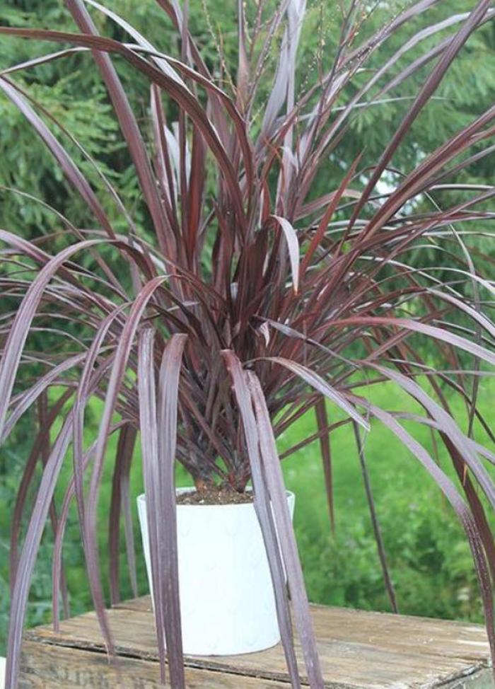 Plant photo of: Cordyline 'Design A Line Burgundy'