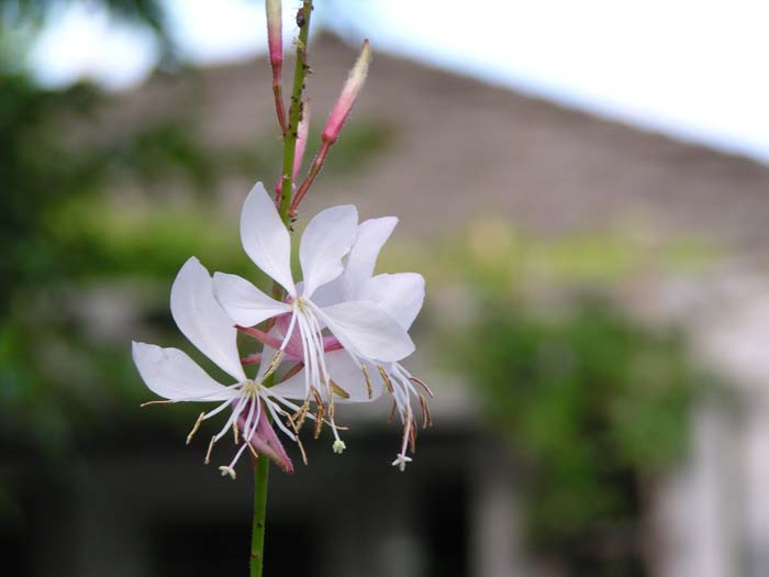 Plant photo of: Gaura lindheimeri