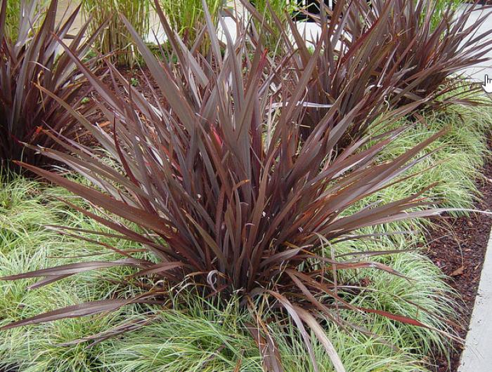 Phormium tenax 'Bronze Baby'