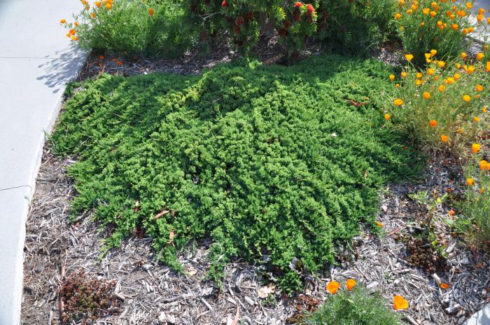Juniperus horizontalis 'Prostrata'.