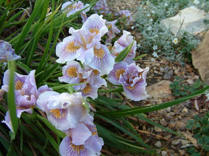 Plant photo of: Iris Pacific Coast Hybrid