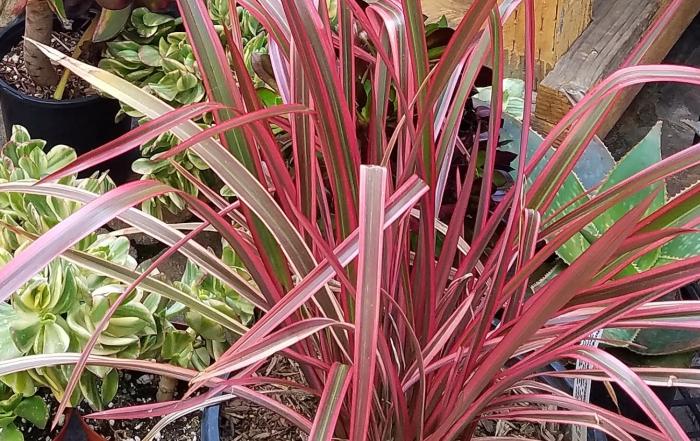 Phormium 'Jubilee'