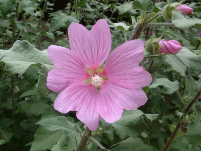 Tree Mallow, Tree Lavatera