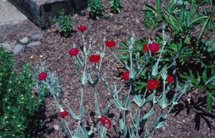 Plant photo of: Lychnis coronaria