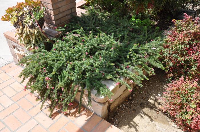 Grevillea lanigera 'Coastal Gem'