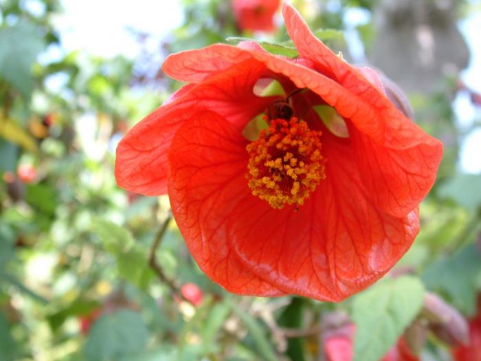 Plant photo of: Abutilon 'Victor Reiter'