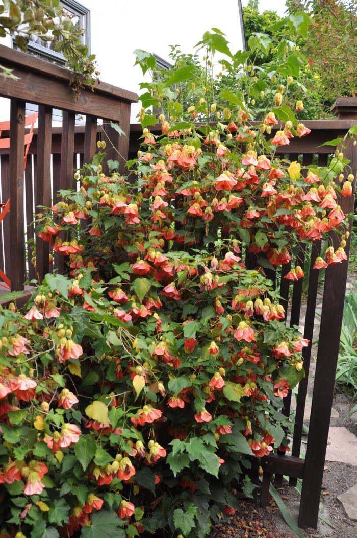 Plant photo of: Abutilon 'Victor Reiter'