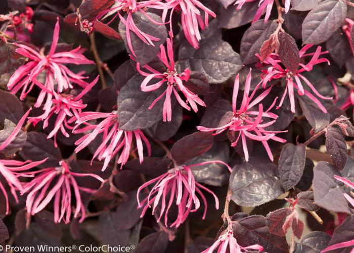 Loropetalum Jazz Hands â€˜Dwarf Pinkâ€™