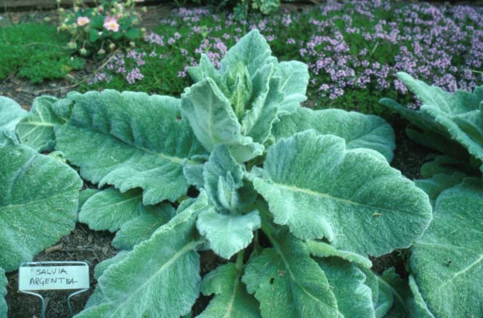 Salvia argentea