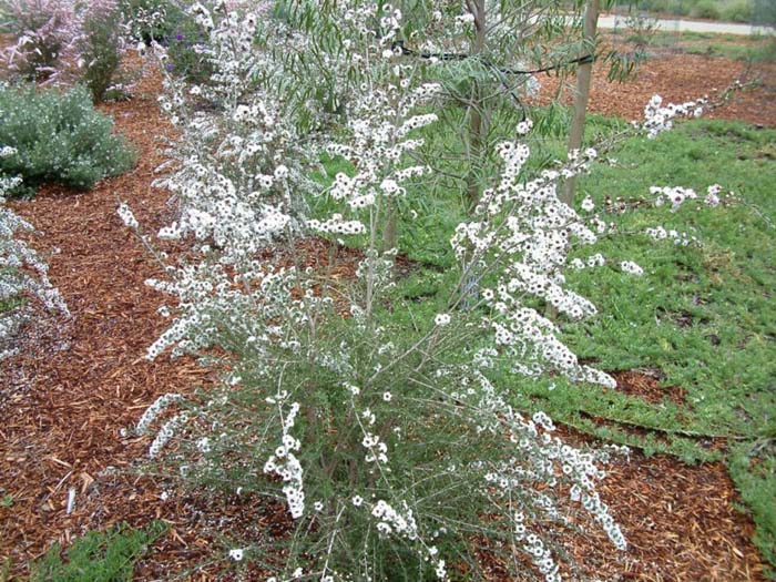 Leptospermum scoparium 'Snow White'