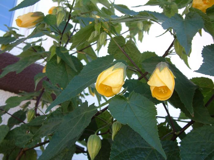 Abutilon hybrids