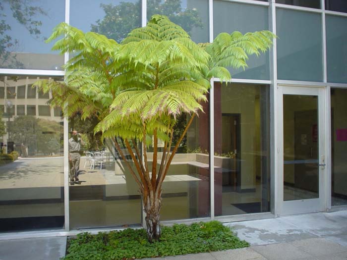 Cyathea cooperi