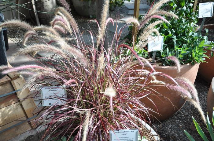 Plant photo of: Pennisetum 'Fireworks'