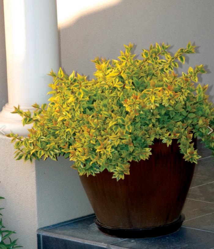 Plant photo of: Abelia X gra. 'Kaleidescope'