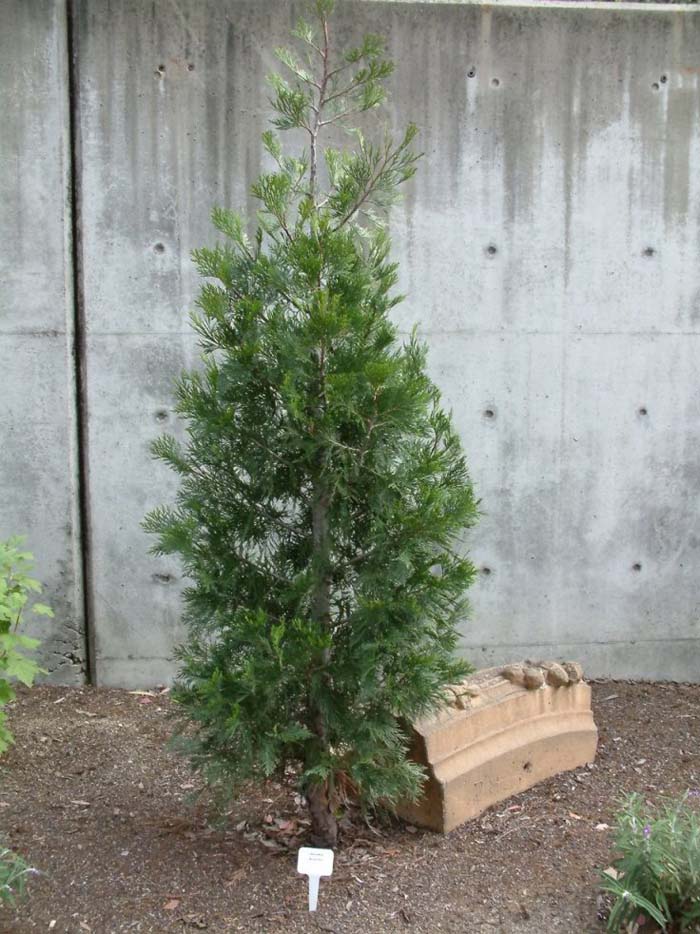Plant photo of: Calocedrus decurrens