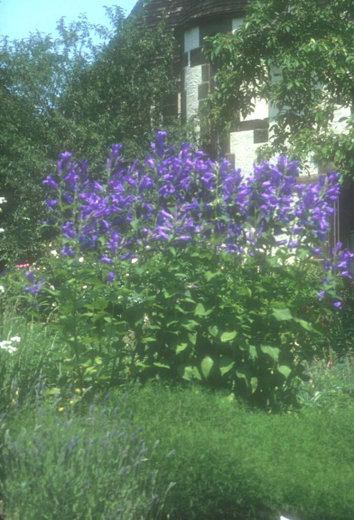 Campanula latifolia