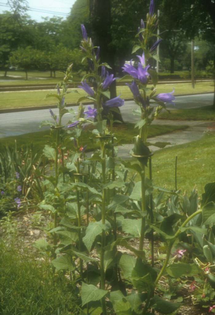 Plant photo of: Campanula latifolia