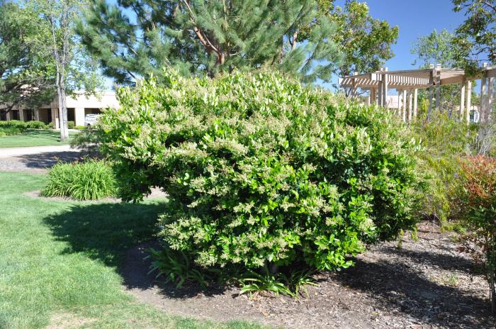 Plant photo of: Ligustrum japonicum 'Texanum'