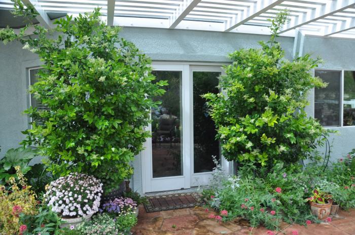 Plant photo of: Ligustrum japonicum 'Texanum'