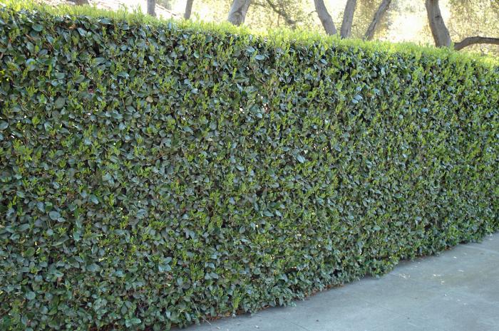 Plant photo of: Ligustrum japonicum 'Texanum'