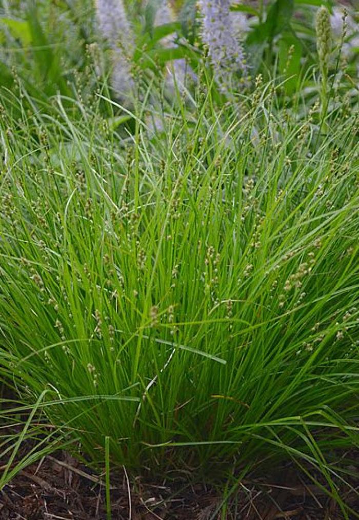 Plant photo of: Carex radiata