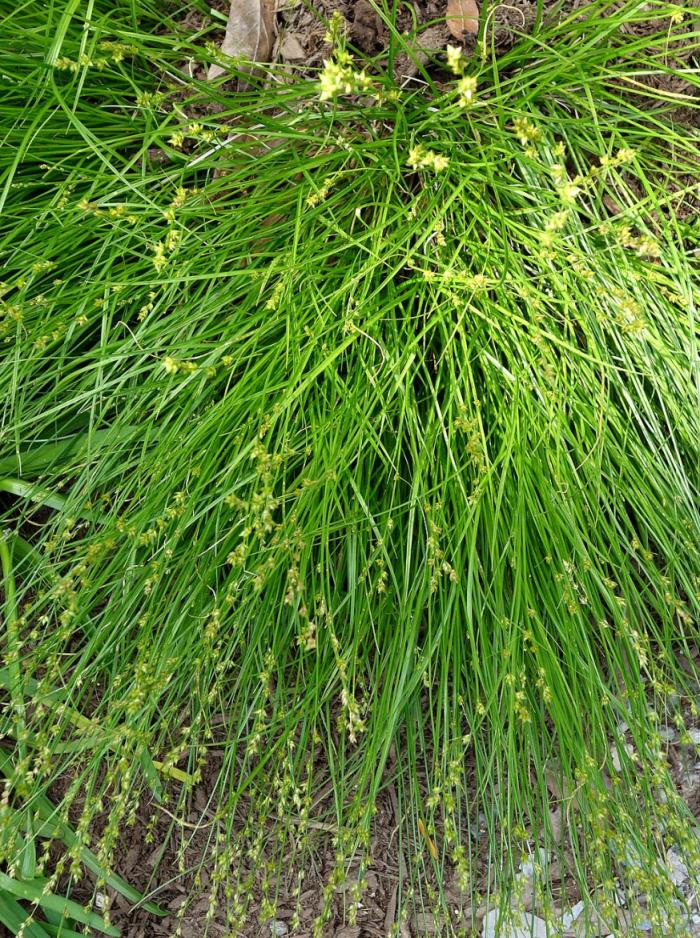 Plant photo of: Carex radiata