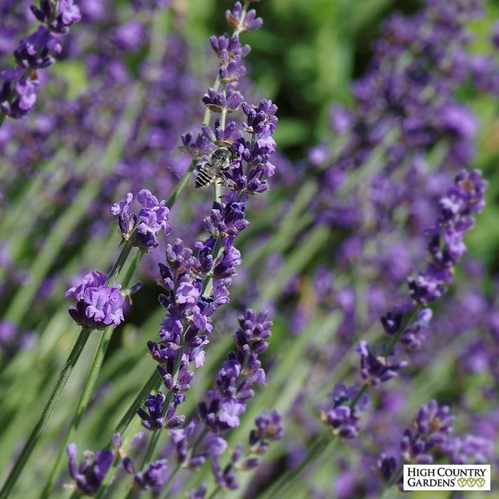 Lavandula angustifolia 'Sharon Roberts'