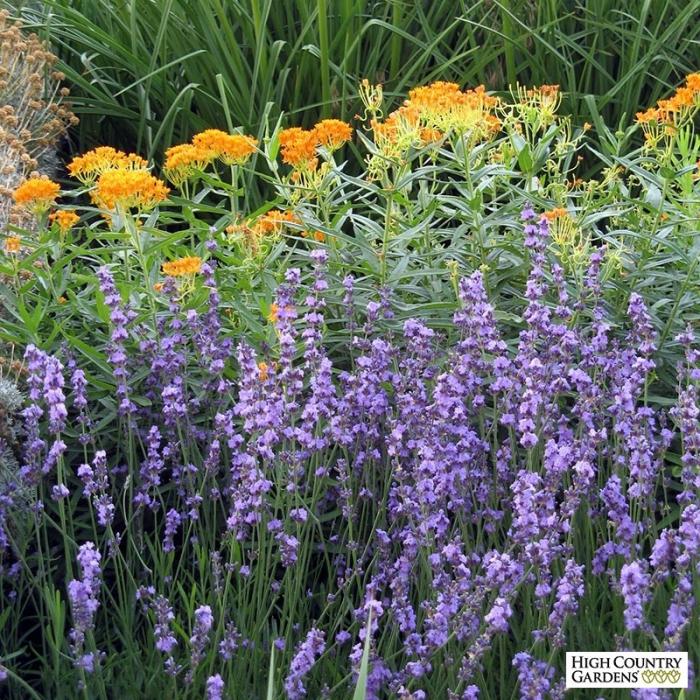 Plant photo of: Lavandula angustifolia 'Sharon Roberts'