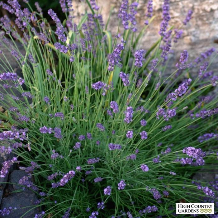 Plant photo of: Lavandula angustifolia 'Sharon Roberts'