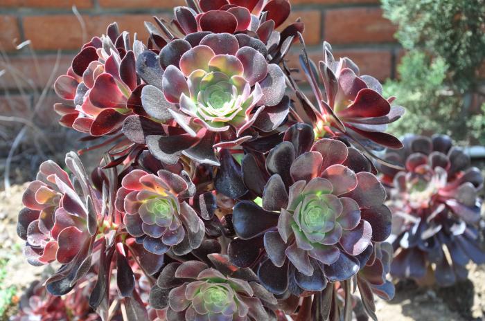 Plant photo of: Aeonium 'Plum Petals'