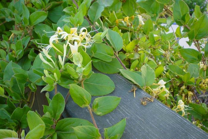 Lonicera japonica 'Halliana'