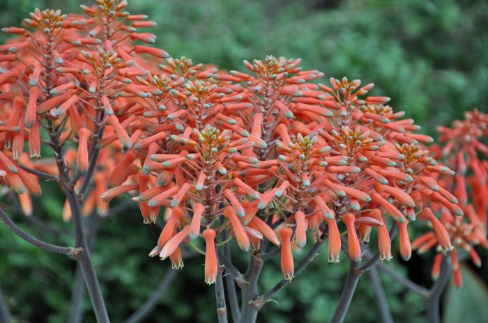 Aloe striata