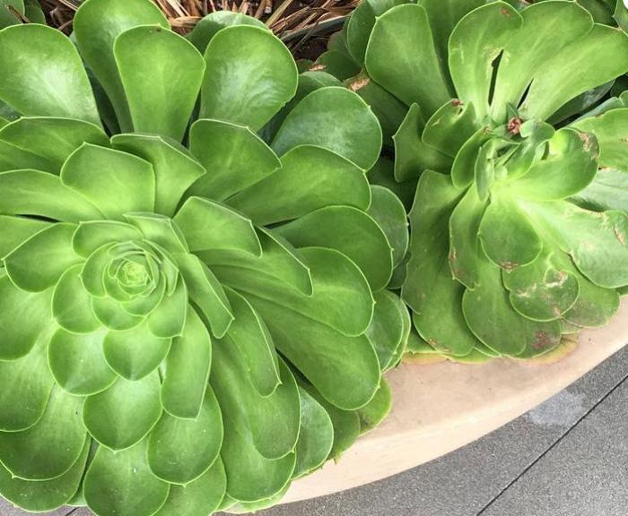 Aeonium 'Mint Saucer'