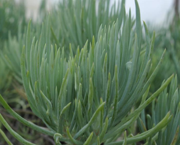 Plant photo of: Senecio vitalis